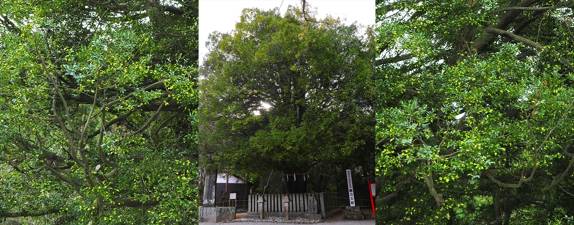 玉しいの甦り熊野速玉神社＠和歌山新宮