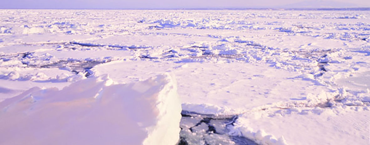 紋別の流氷突き刺す巨大カニ