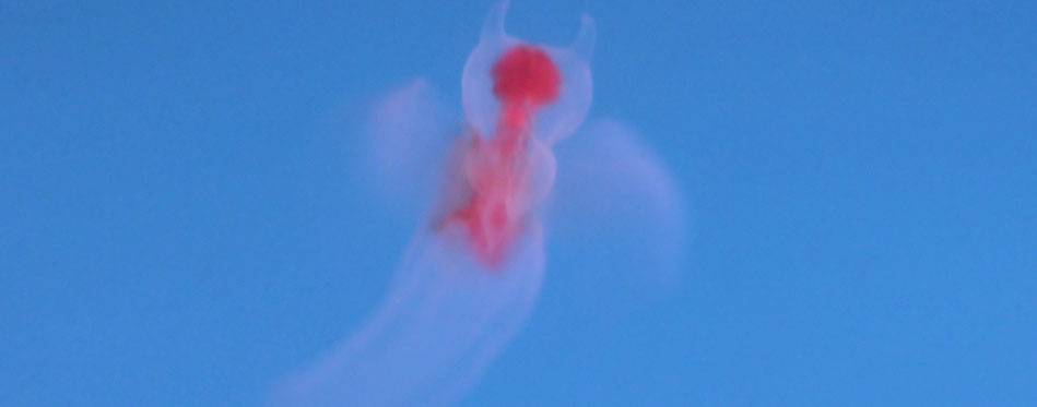 流氷の天使クリオネ