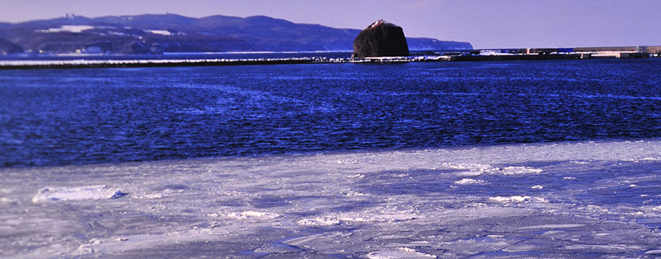 紋別の流氷突き刺す巨大カニ