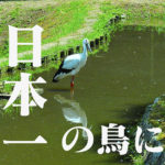 日本一デカイ鳥に会いたいコウノトリの郷＠豊岡市城崎町ハチゴロウの戸島湿地