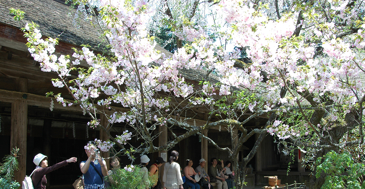 本居宣長、豊臣秀頼をうんだ吉野水分神社