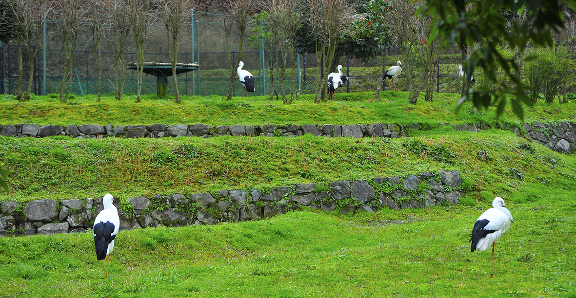 日本一デカイ鳥に会いたいコウノトリの郷＠豊岡市城崎町ハチゴロウの戸島湿地