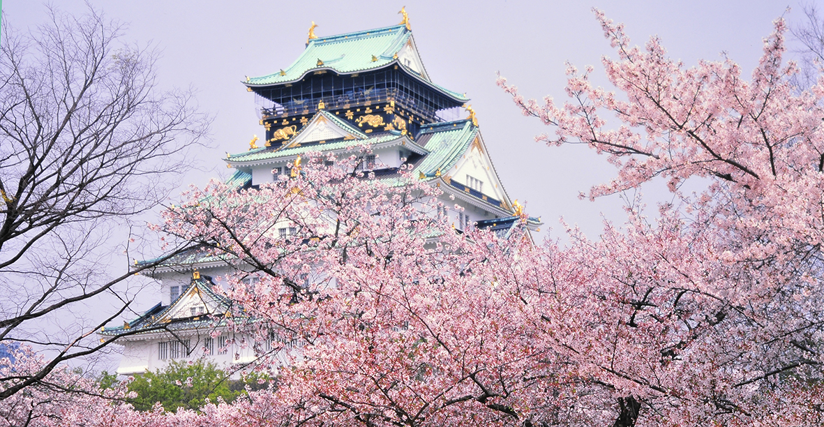 桜と梅の名所大阪城