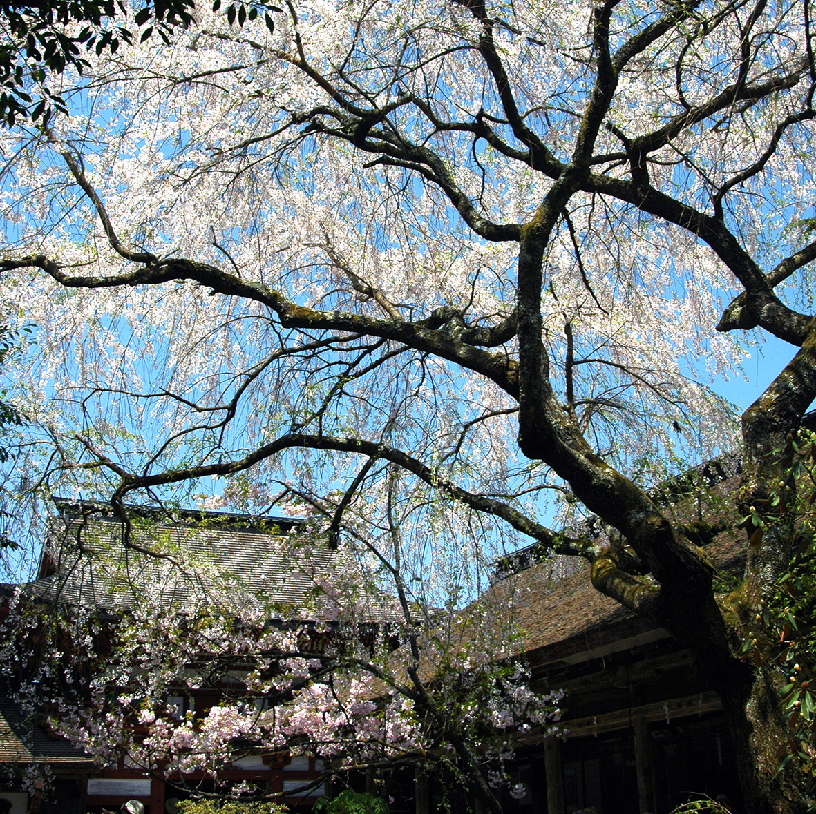 本居宣長、豊臣秀頼をうんだ吉野水分神社