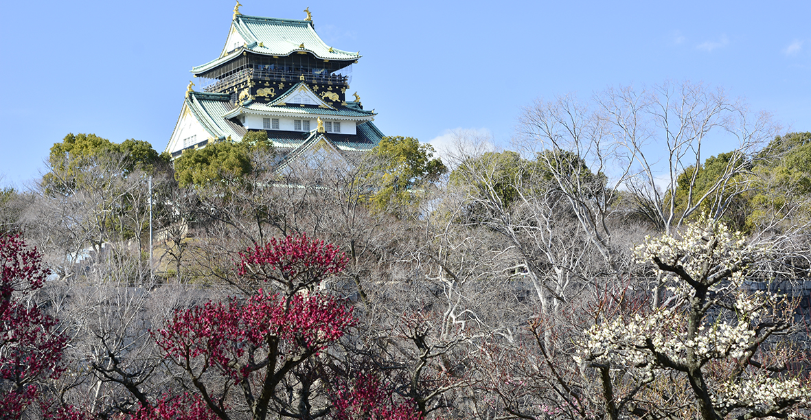 桜と梅の名所大阪城