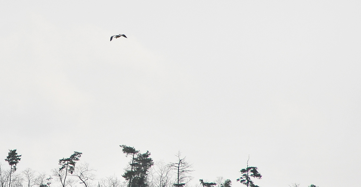 日本一デカイ鳥に会いたいコウノトリの郷＠豊岡市城崎町ハチゴロウの戸島湿地