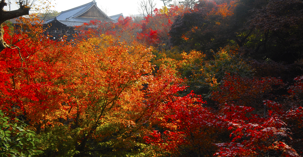 京都一番の通天もみじの東福寺。おけいはん乗って京都紅葉狩り。