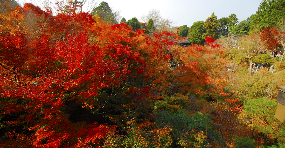 京都一番の通天もみじの東福寺。おけいはん乗って京都紅葉狩り。