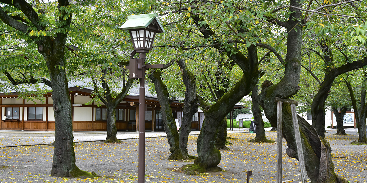 魂は生き続ける靖国神社へ