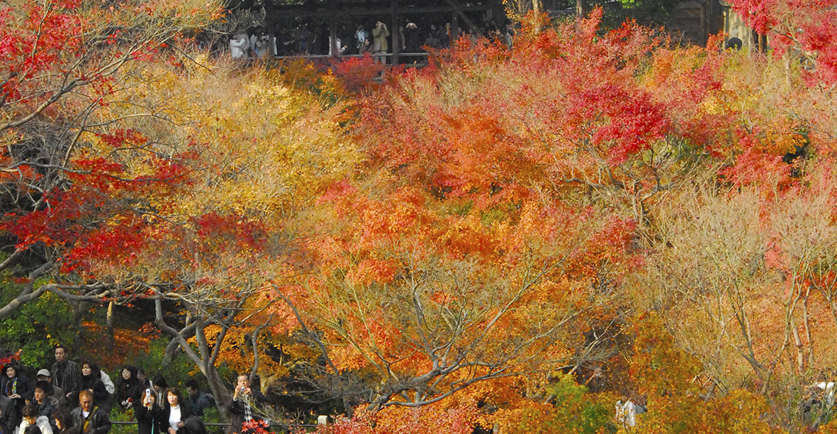 京都一番の通天もみじの東福寺。おけいはん乗って京都紅葉狩り。