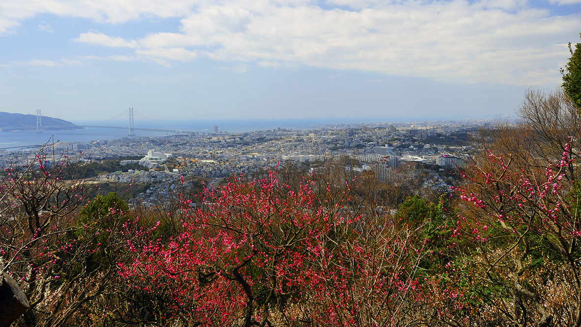 須磨浦山頂遊園地の梅林