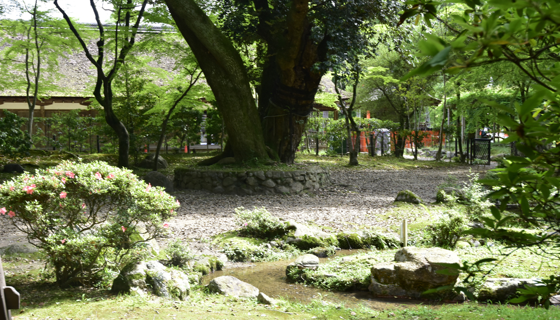 上賀茂神社の森