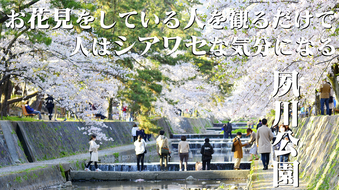 シアワセな気分になる夙川公園の桜並木@兵庫西宮