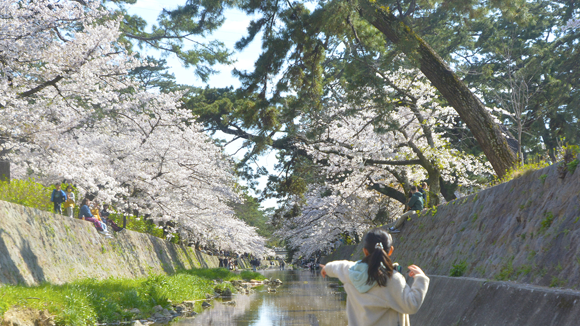 シアワセな気分になる夙川公園の桜並木@兵庫西宮