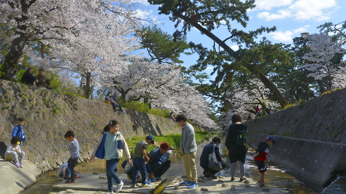 シアワセな気分になる夙川公園の桜並木@兵庫西宮