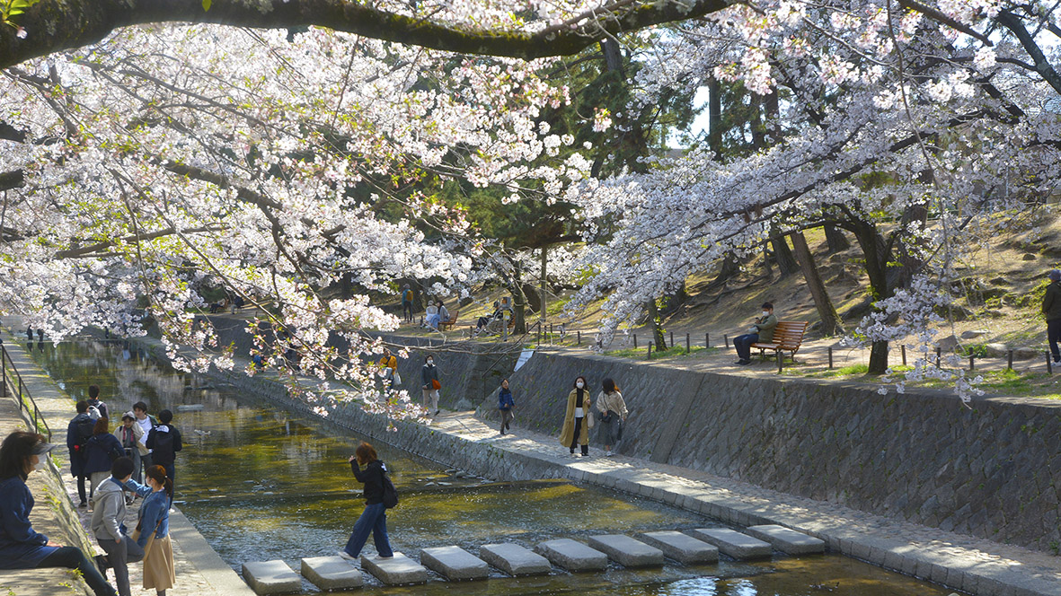 シアワセな気分になる夙川公園の桜並木@兵庫西宮