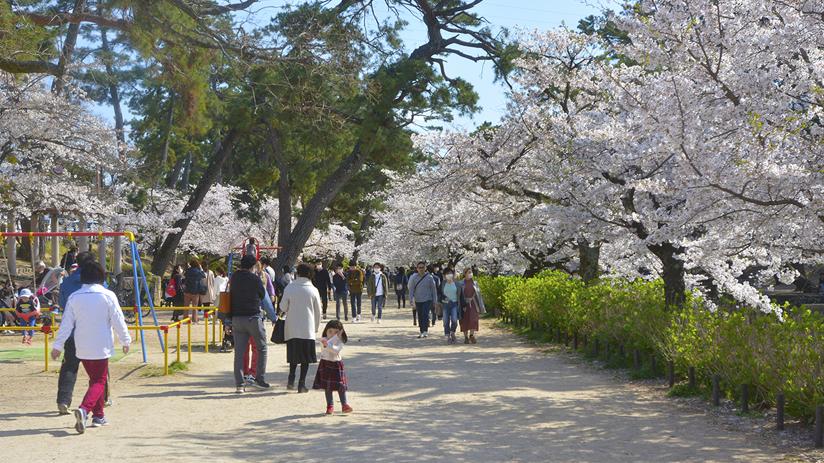 シアワセな気分になる夙川公園の桜並木@兵庫西宮