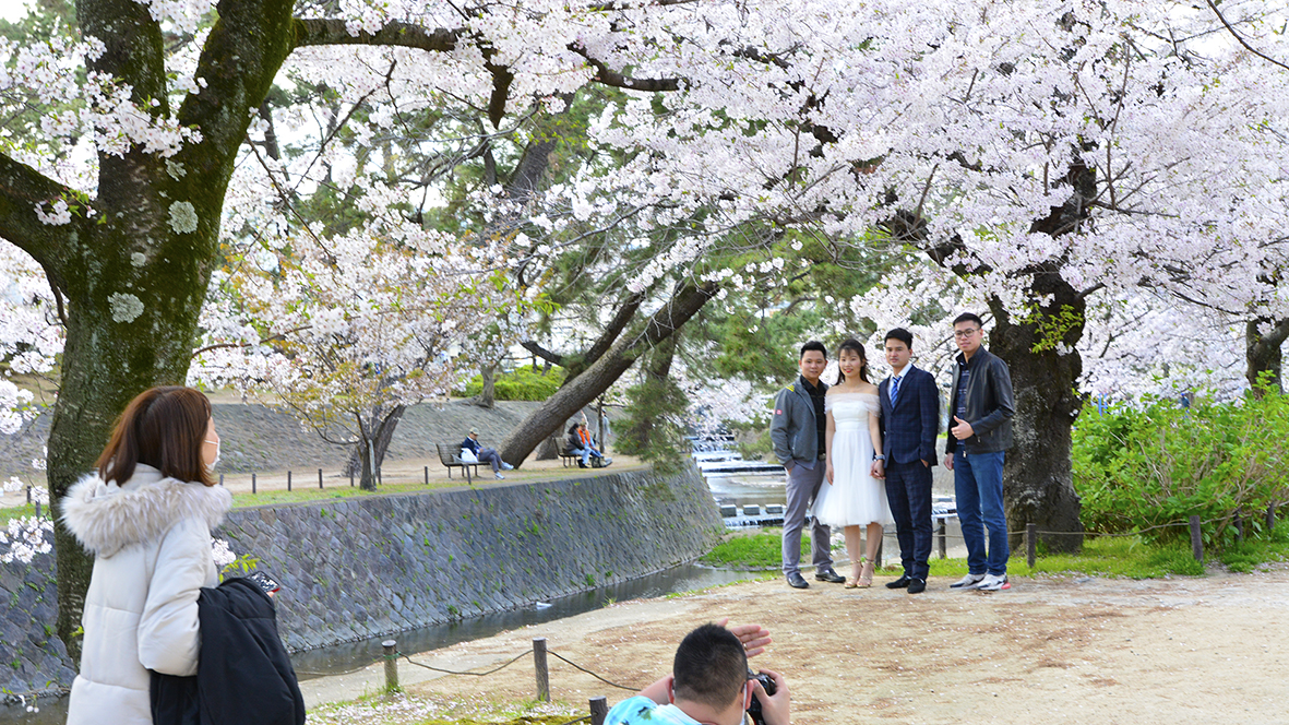 シアワセな気分になる夙川公園の桜並木@兵庫西宮