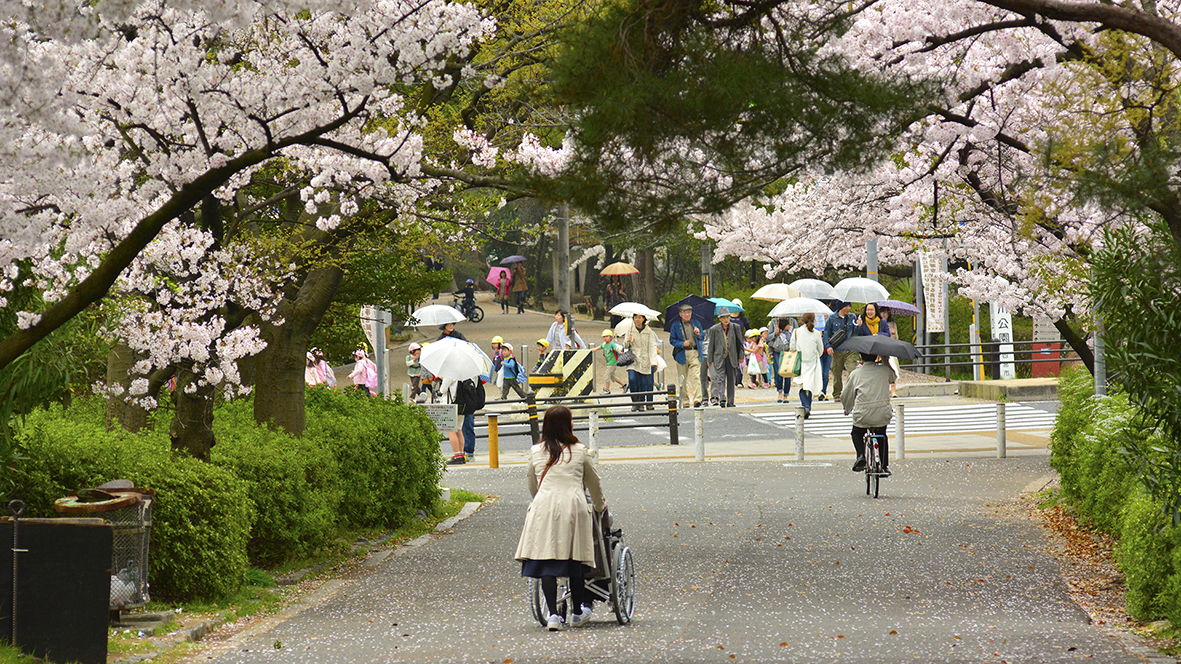 シアワセな気分になる夙川公園の桜並木@兵庫西宮