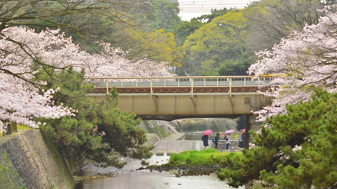 シアワセな気分になる夙川公園の桜並木@兵庫西宮