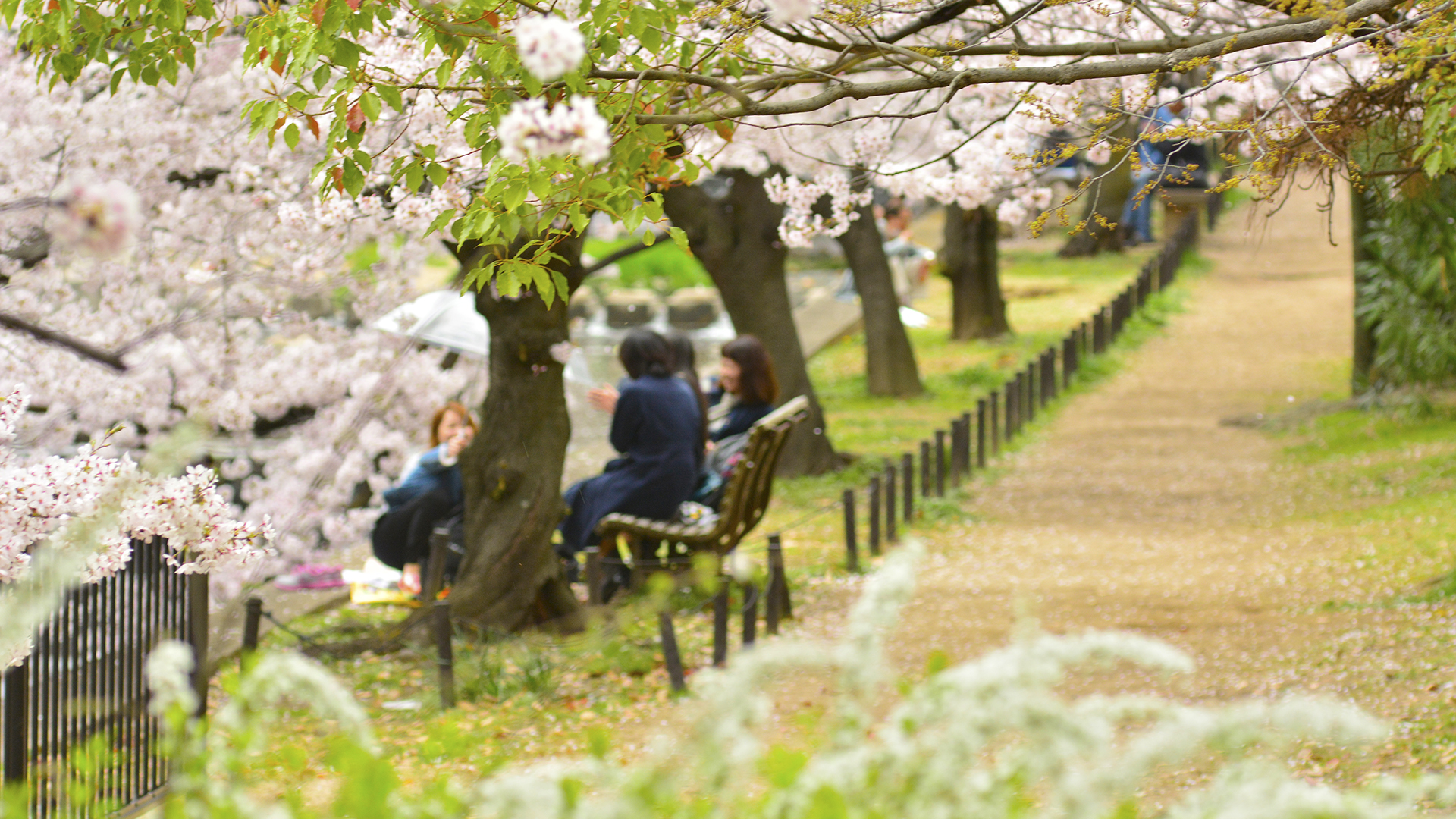 シアワセな気分になる夙川公園の桜並木@兵庫西宮