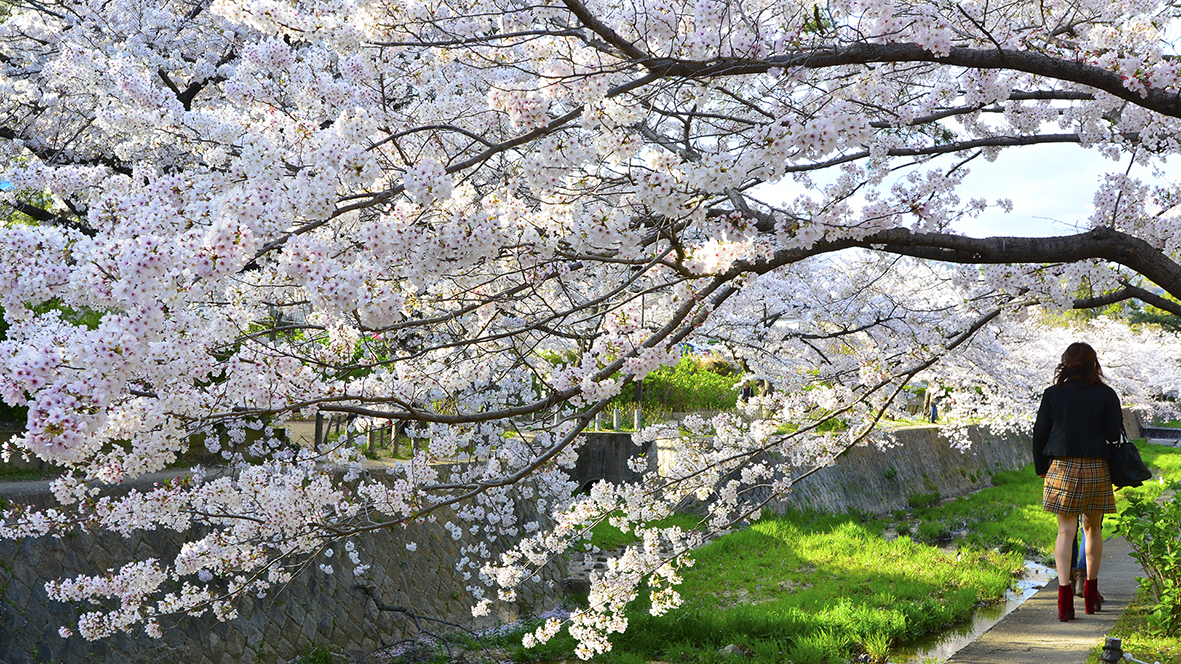 シアワセな気分になる夙川公園の桜並木@兵庫西宮