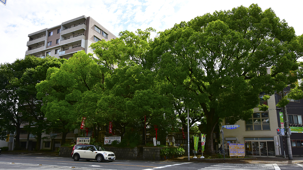 座敷わらしの集う楠　平清盛公守護社・京都若一神社　