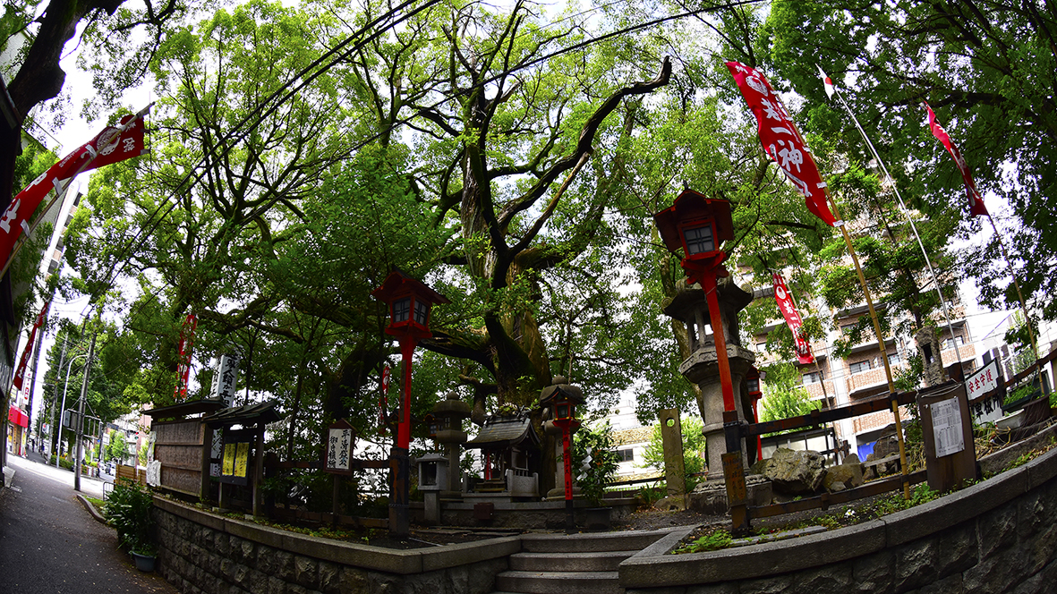 座敷わらしの集う楠　平清盛公守護社・京都若一神社　