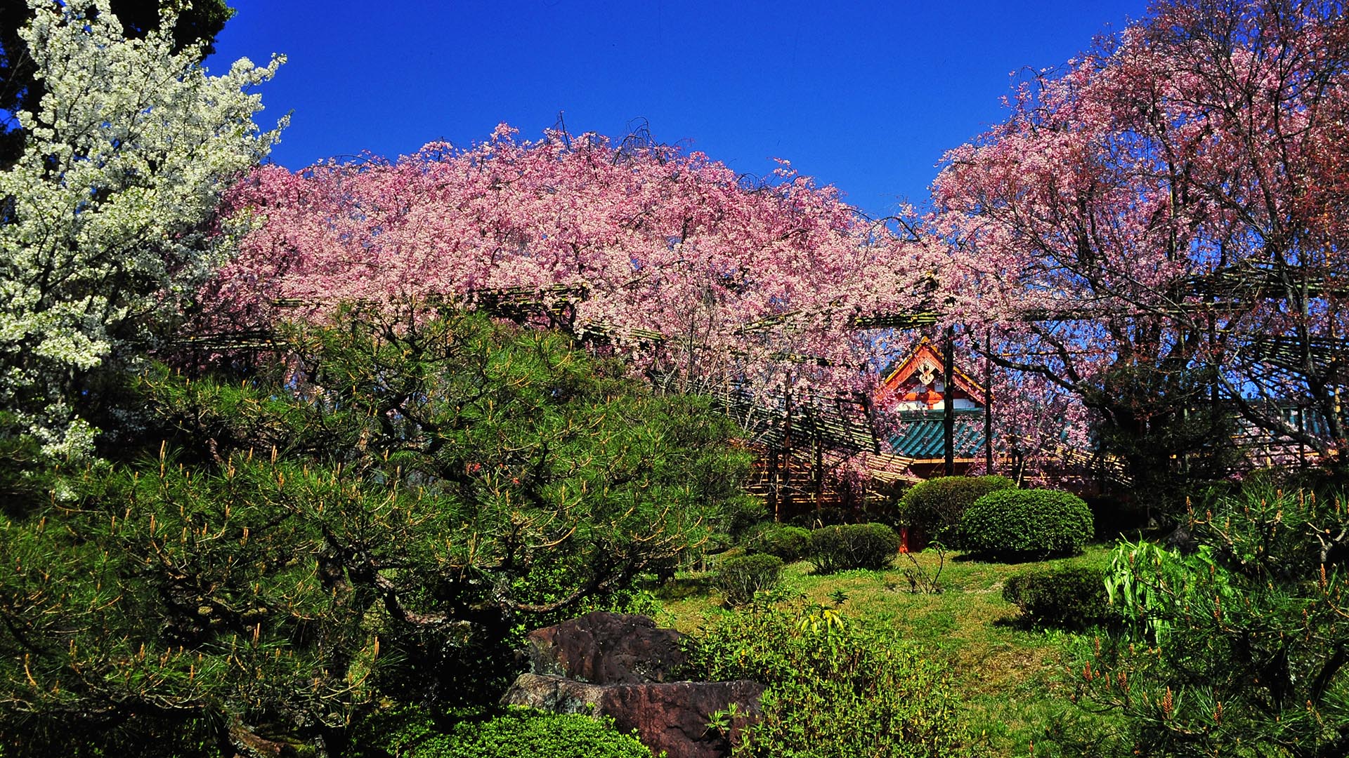 しだれ桜の平安神宮＠京都岡崎