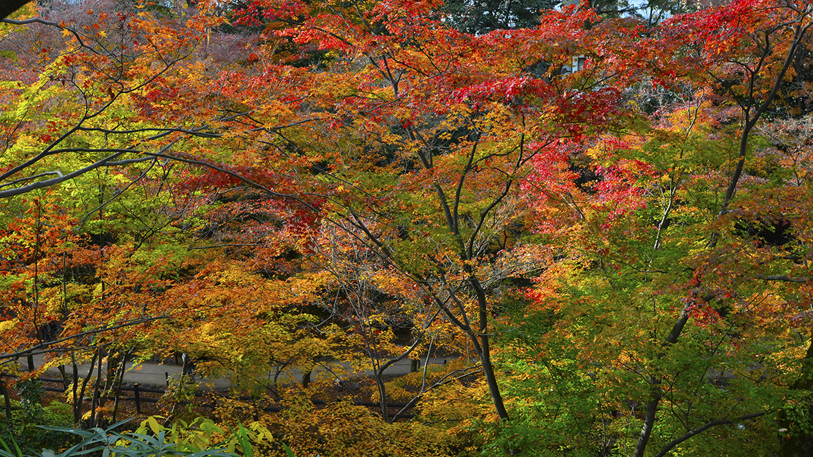 紅葉の錦 神の随に。京都北野天満宮は紅葉の隠れた名所