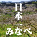 日本一の梅林、和歌山みなべ町南部梅林