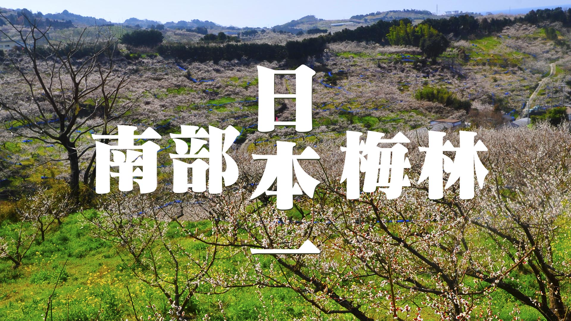 日本一の梅林、和歌山みなべ町南部梅林