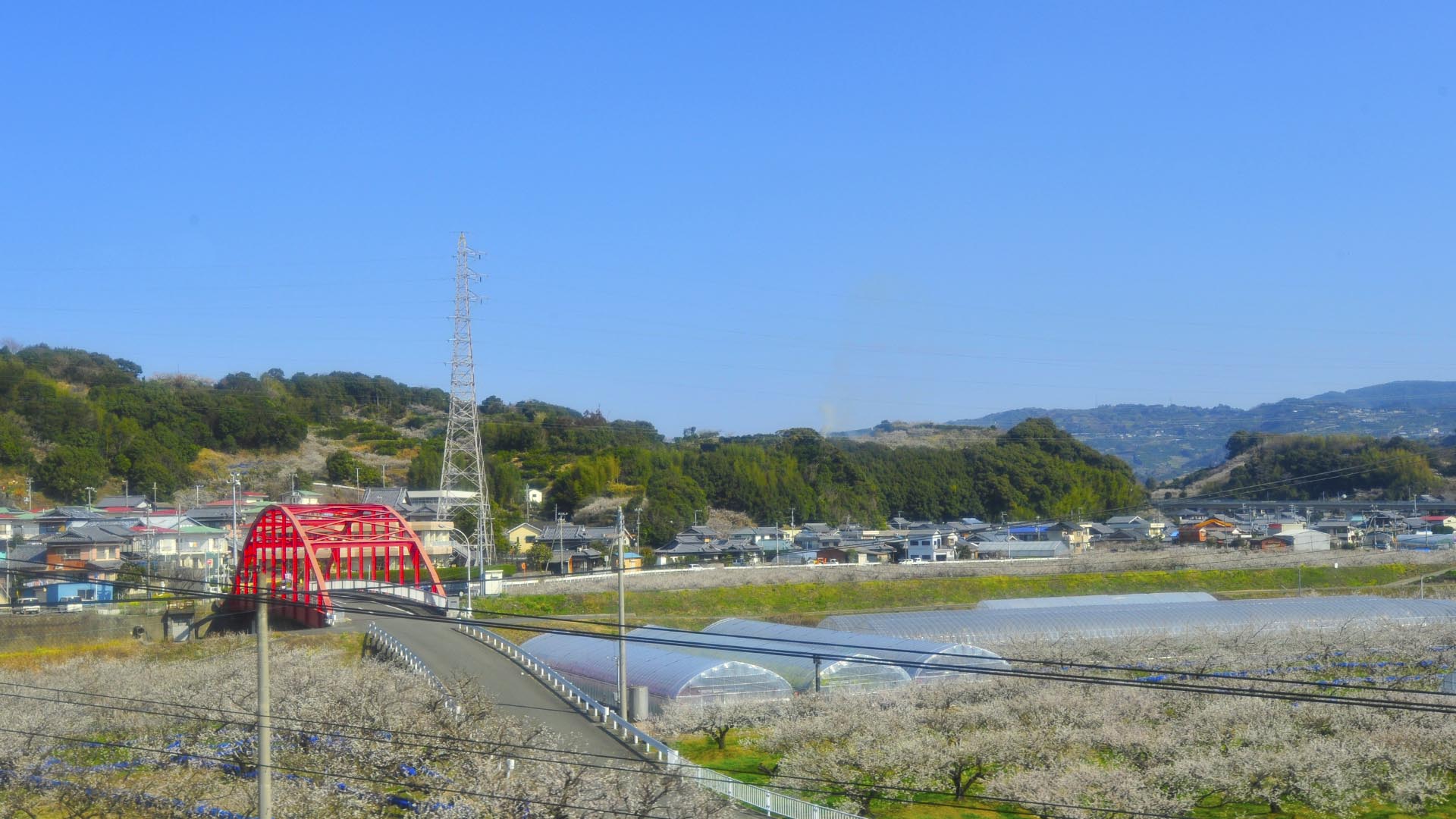 日本一の梅林、和歌山みなべ町南部梅林