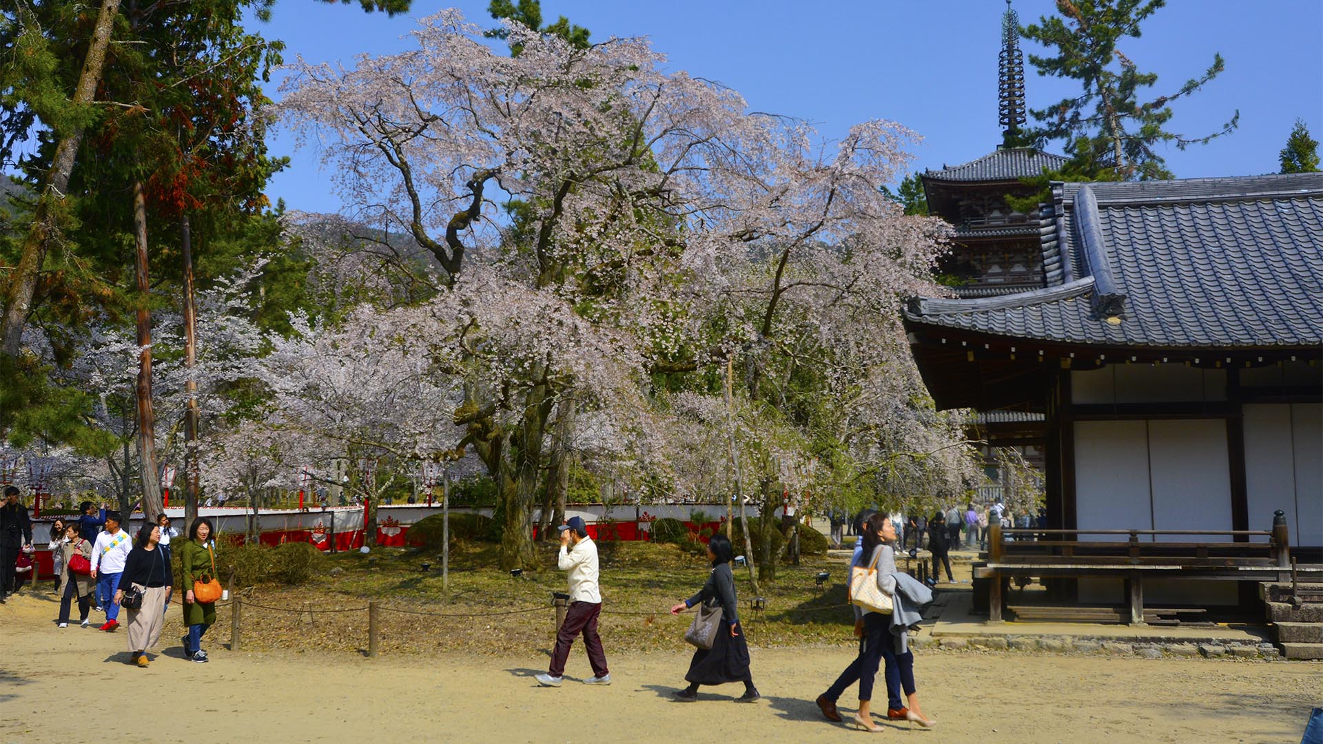 お花見文化の原点・太閤秀吉醍醐の花見