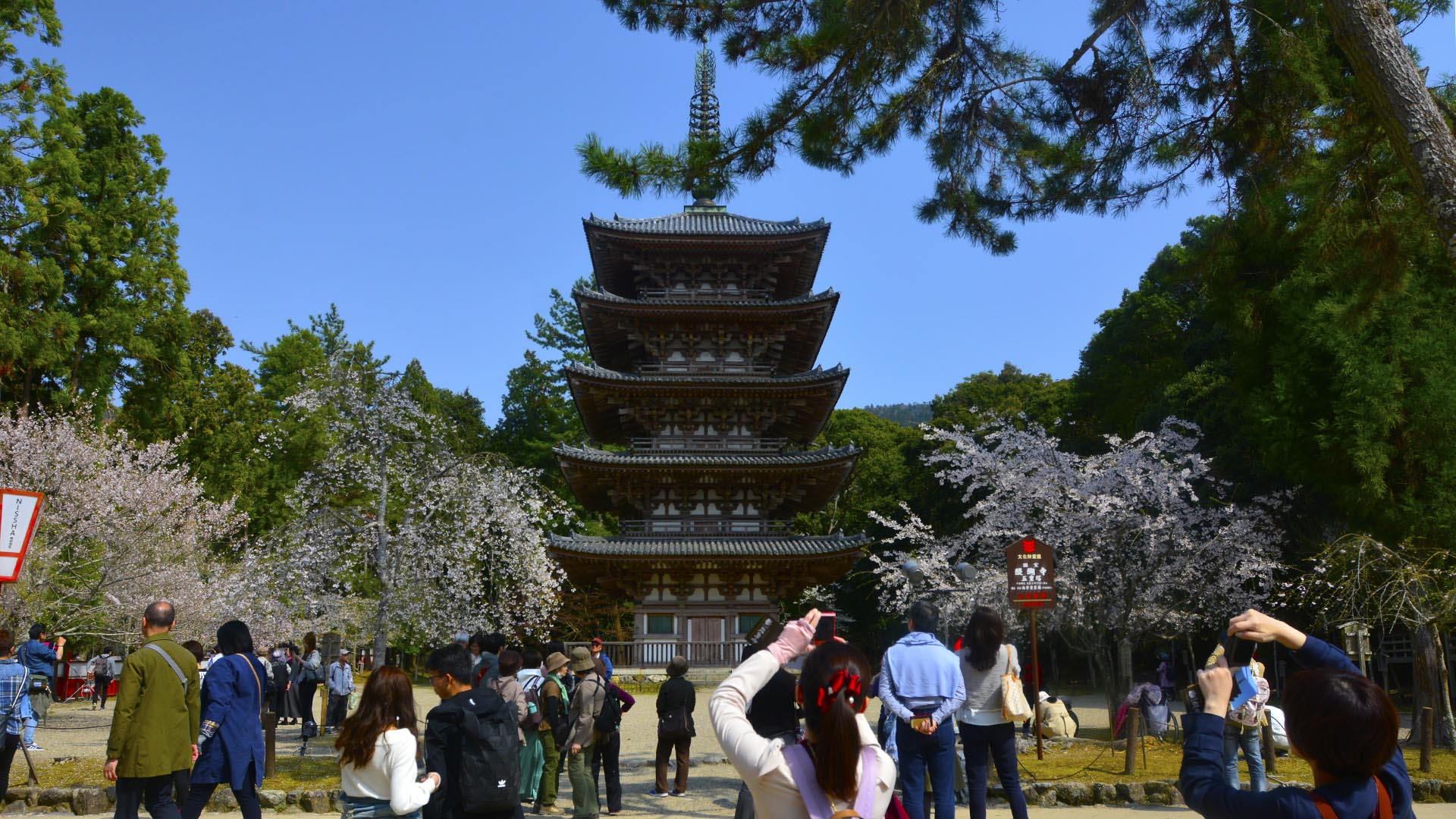 お花見文化の原点・太閤秀吉醍醐の花見