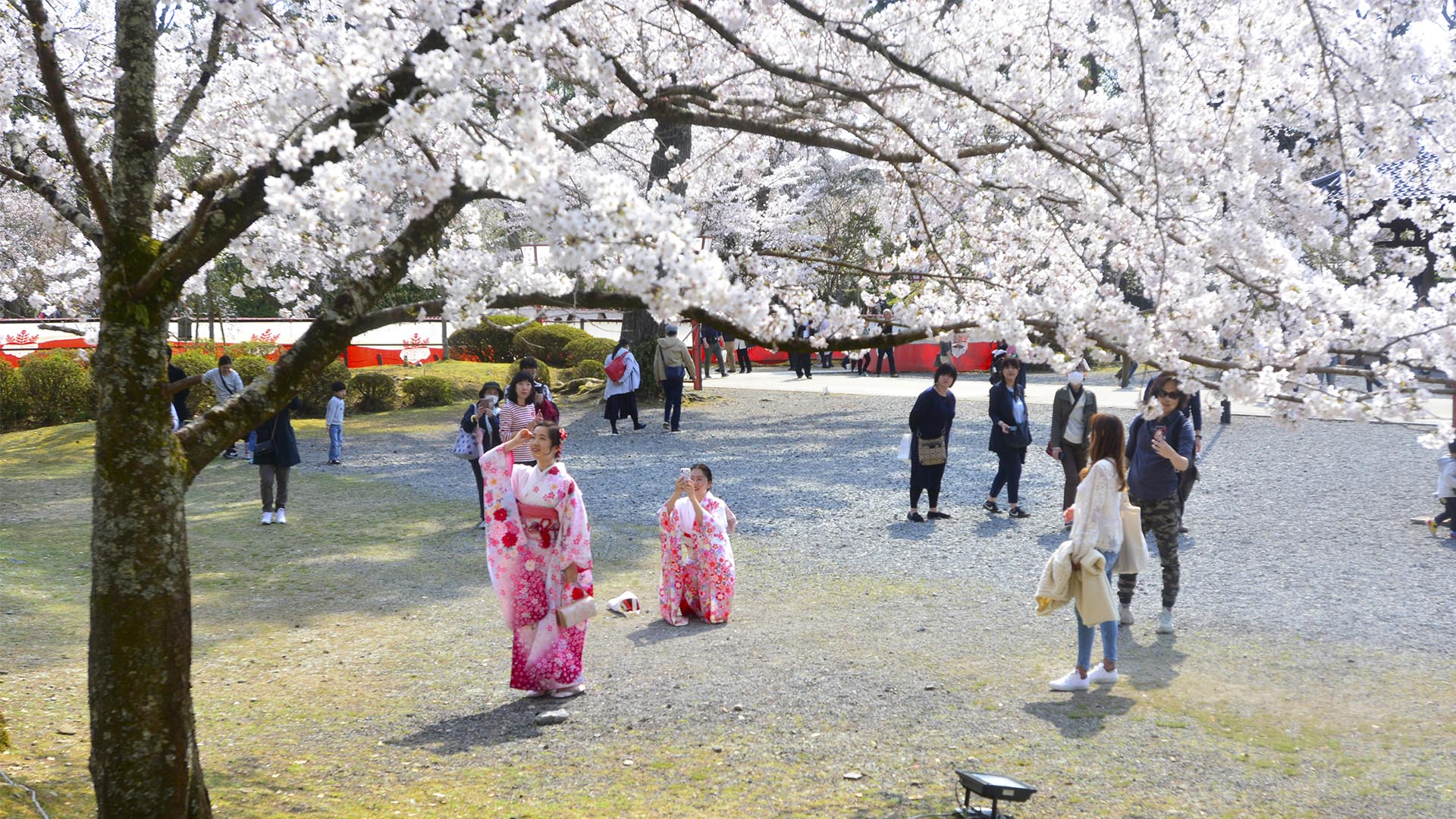 お花見文化の原点・太閤秀吉醍醐の花見