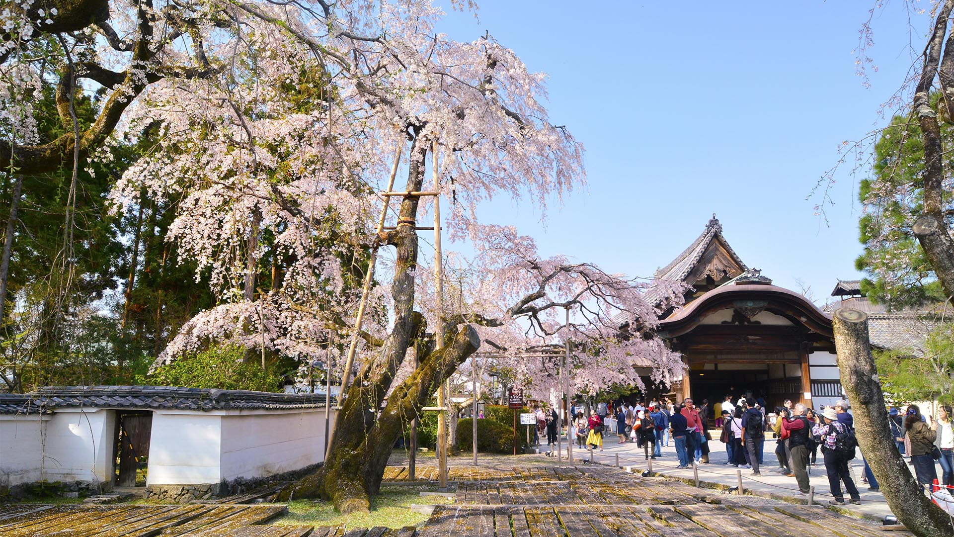 お花見文化の原点・太閤秀吉醍醐の花見