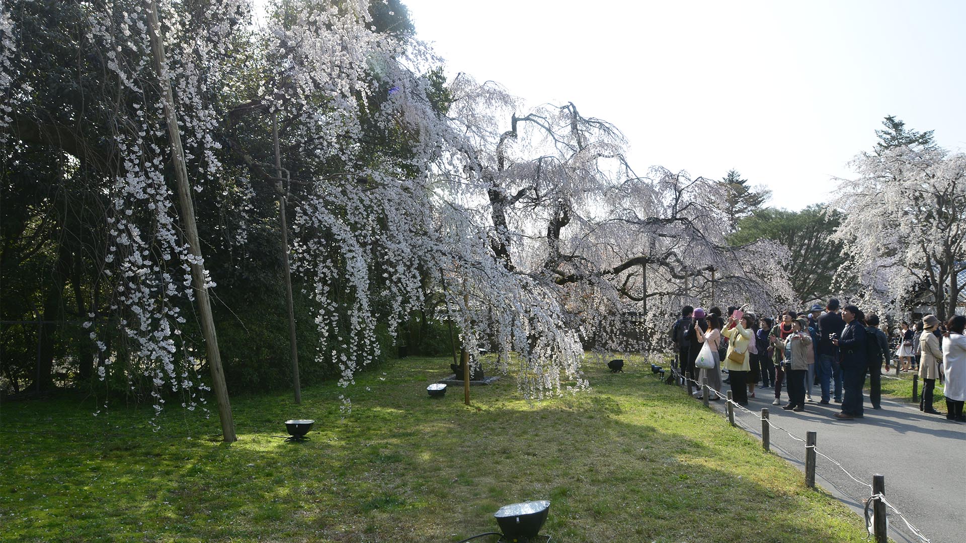 お花見文化の原点・太閤秀吉醍醐の花見