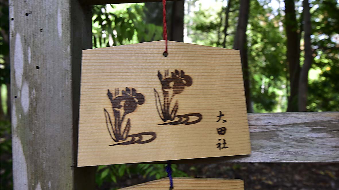 大田の沢のカキツバタ＠京都上賀茂神社摂社大田神社