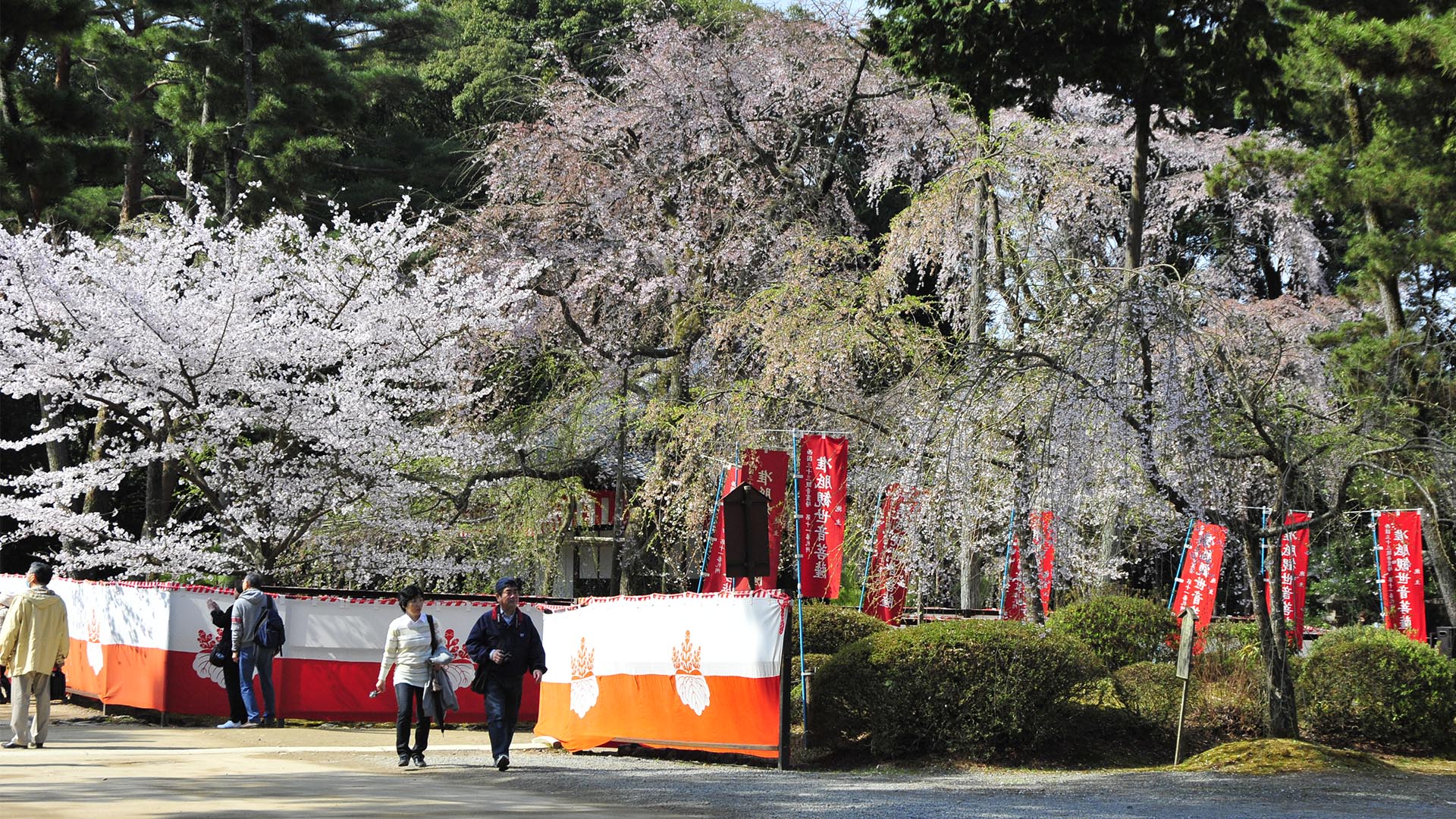 お花見文化の原点・太閤秀吉醍醐の花見