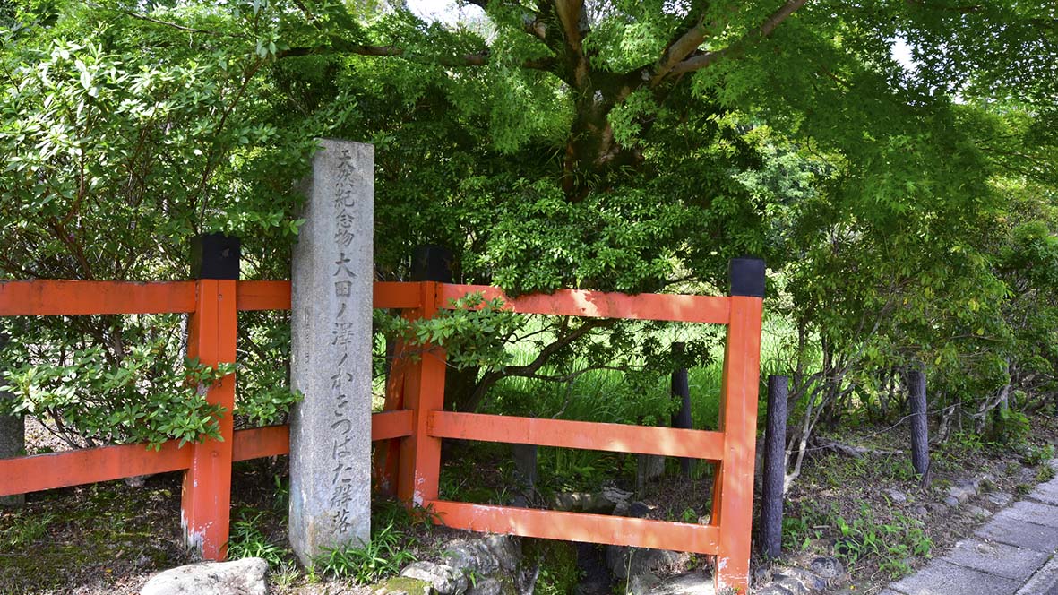 大田の沢のカキツバタ＠京都上賀茂神社摂社大田神社