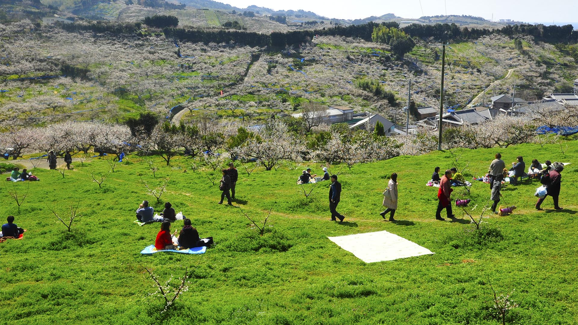 日本一の梅林、和歌山みなべ町南部梅林