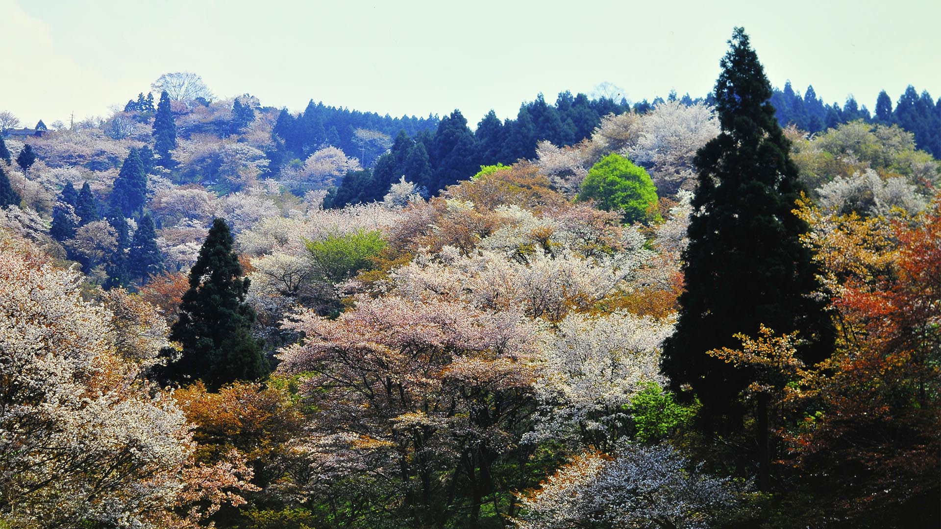 奈良吉野の桜