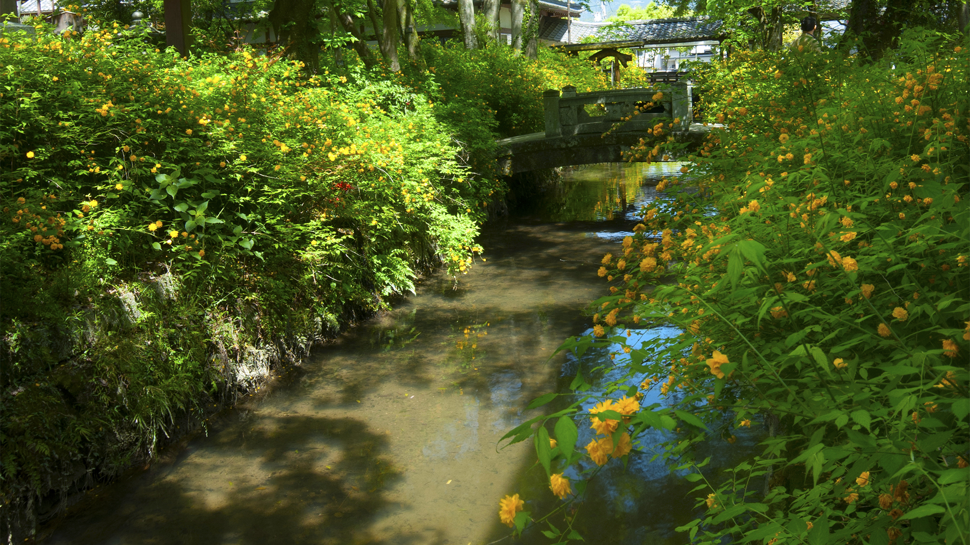 山吹＠嵐山松尾大社