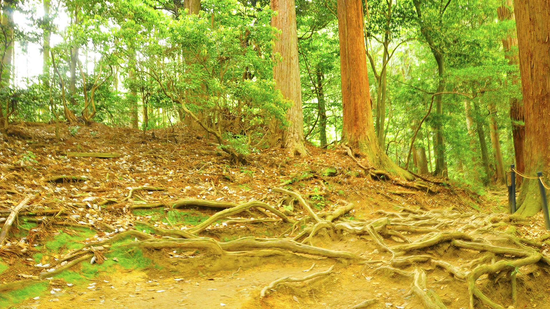 鞍馬寺から貴船へ