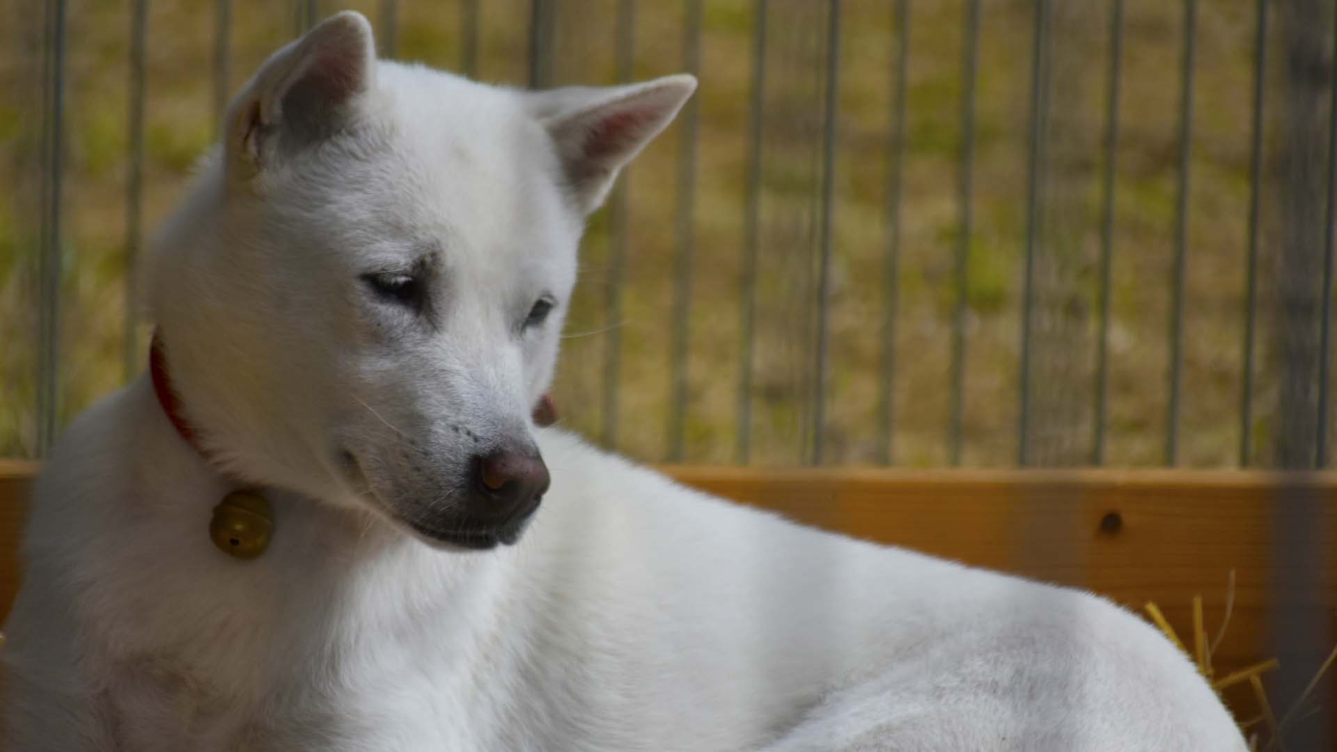 ご神犬の紀州犬「すずひめ号」