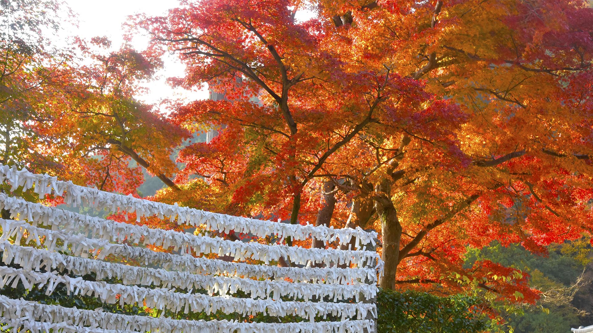 桜も紅葉も素晴らしい善峯寺＠京都西京・長岡京