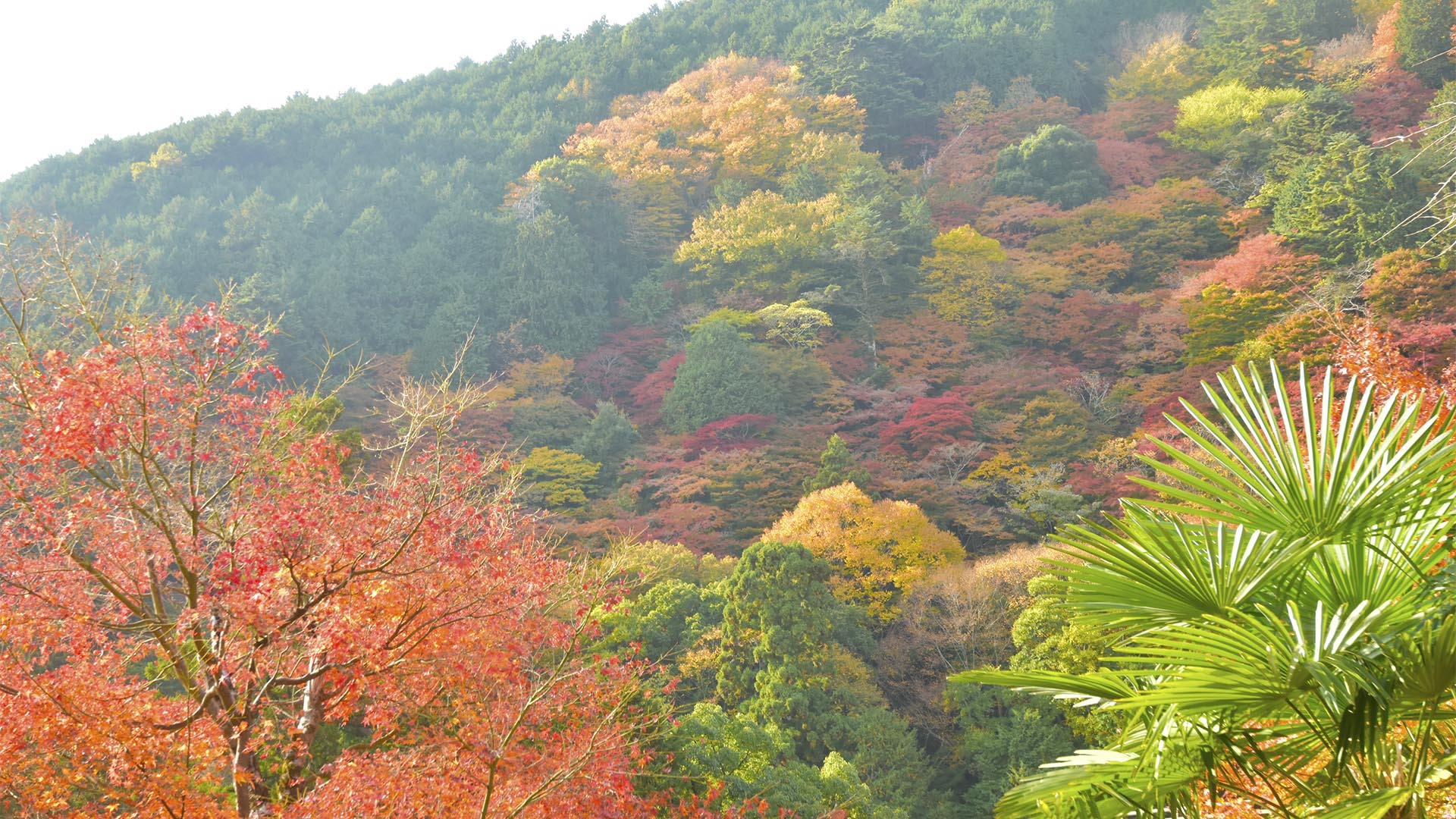 桜も紅葉も素晴らしい善峯寺＠京都西京・長岡京