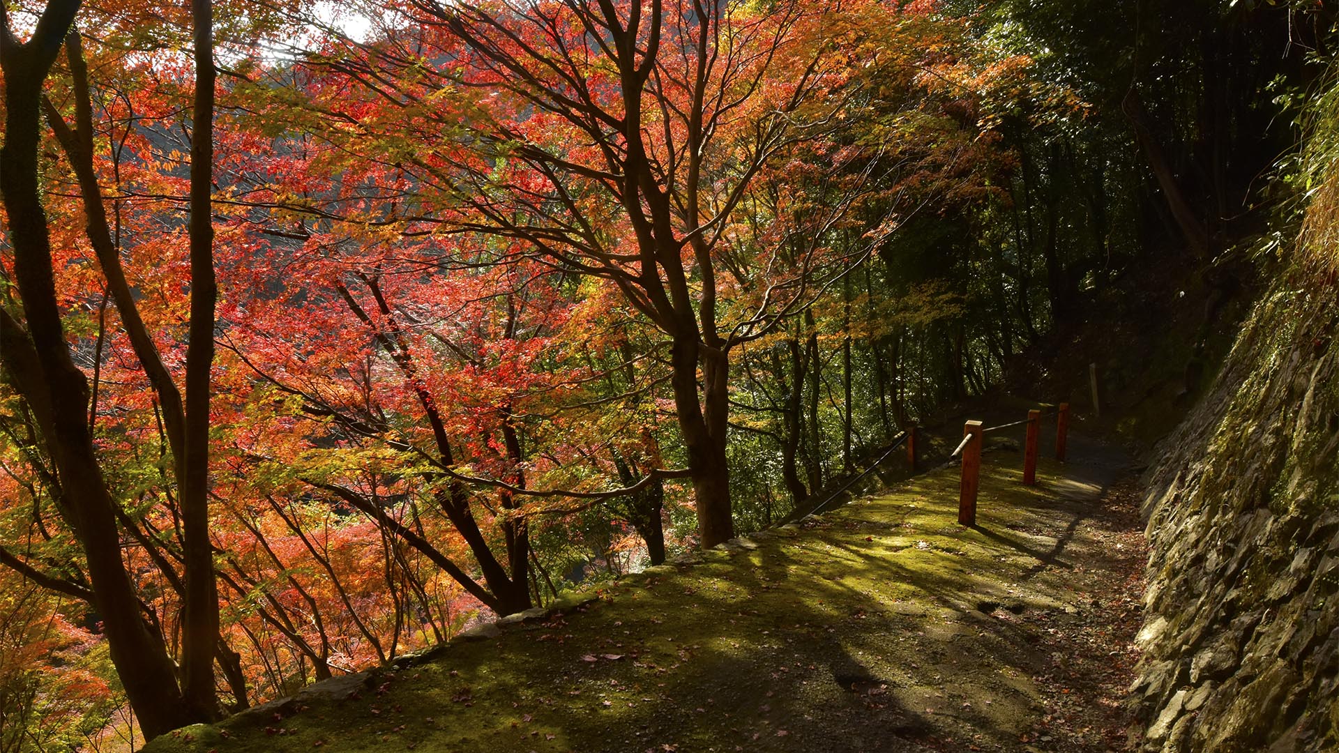 桜も紅葉も素晴らしい善峯寺＠京都西京・長岡京